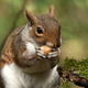 Illustration for article titled Idiotic Squirrel With Acorn Runs Away From Man As If He Doesn’t Get To Eat All The Nuts He Wants